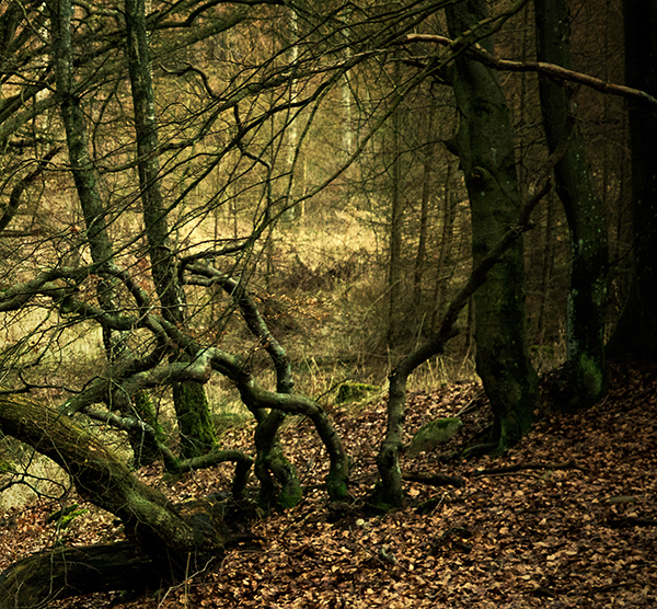 The enchanted trees