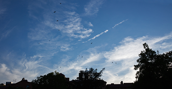 Birds flying